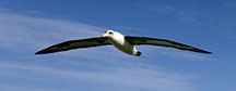 Slack Key Kauai Albatross