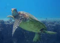 Sea Turtle Serenade Slack Key
